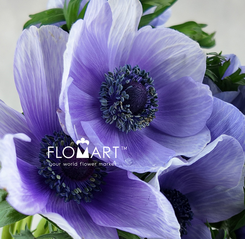 Anemone Mistral Plus Bicolor Viola
