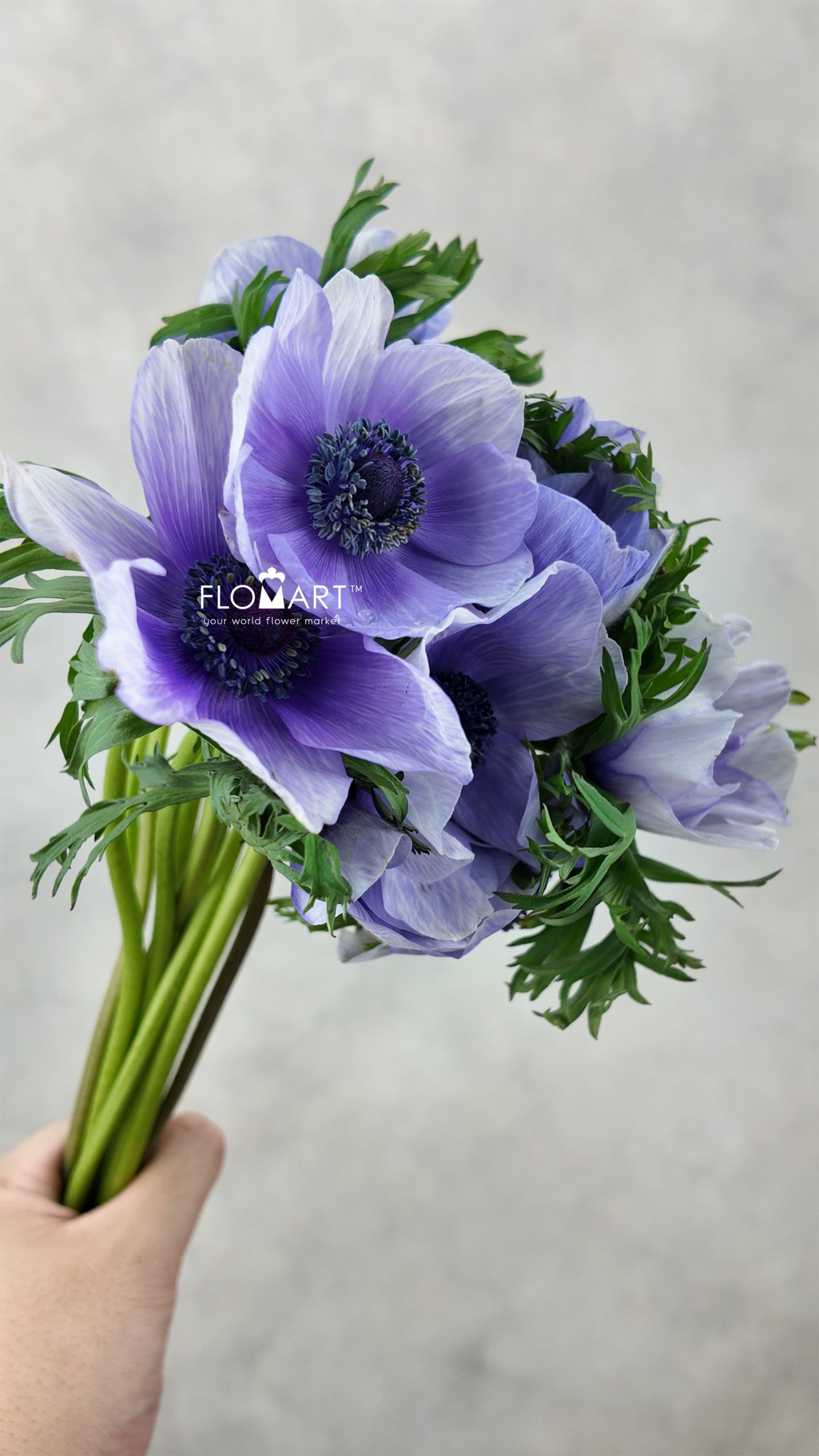 Anemone Mistral Plus Bicolor Viola