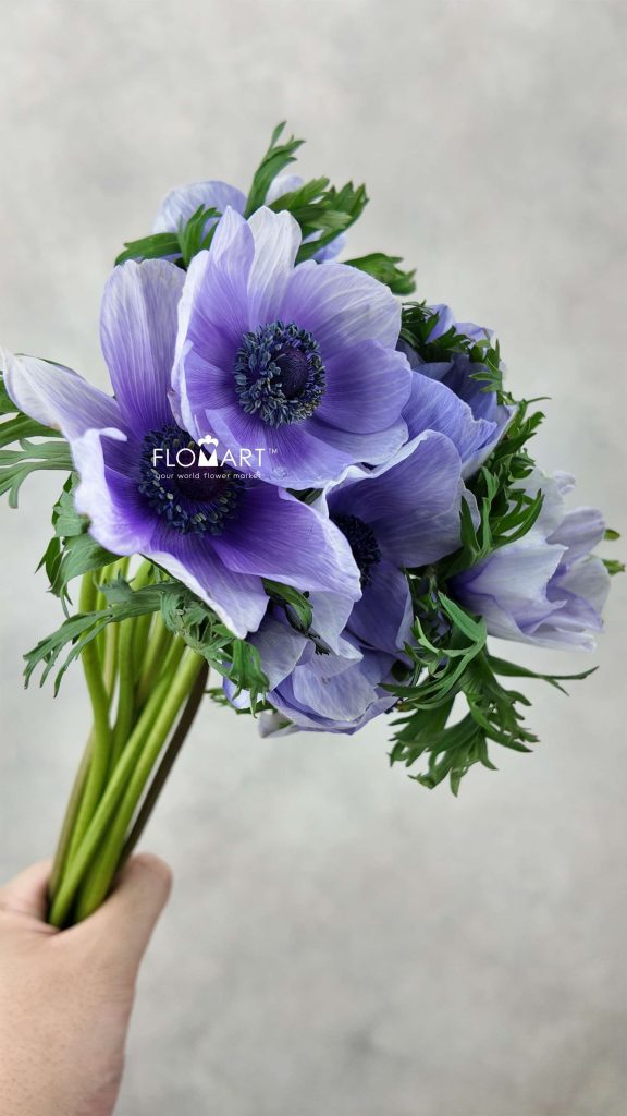 Anemone Mistral Plus Bicolor Viola