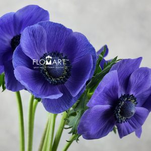 Anemone Mistral Plus Blue