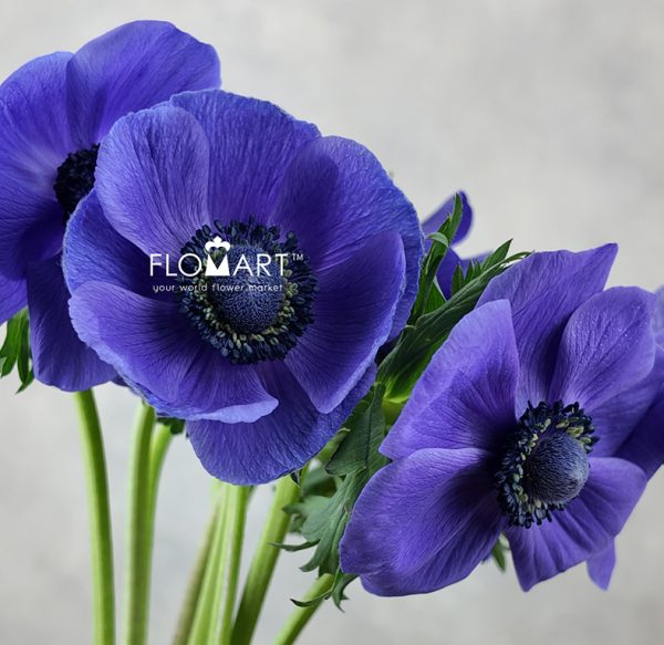 Anemone Mistral Plus Blue