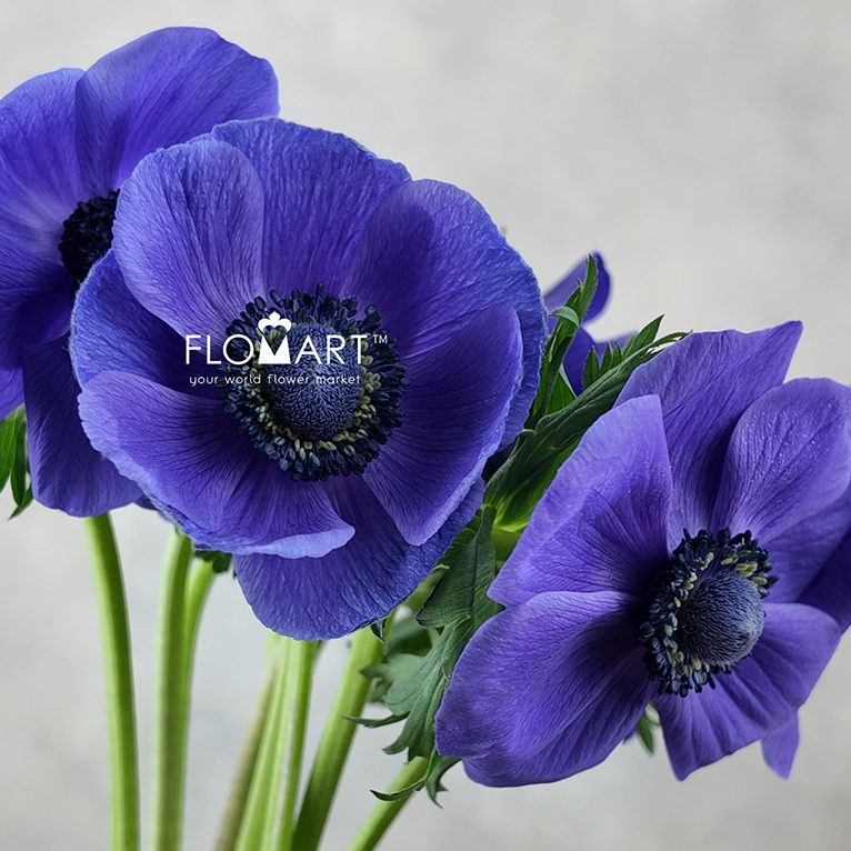 Anemone Mistral Plus Blue