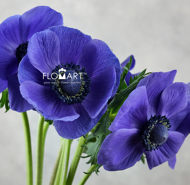 Anemone Mistral Plus Blue