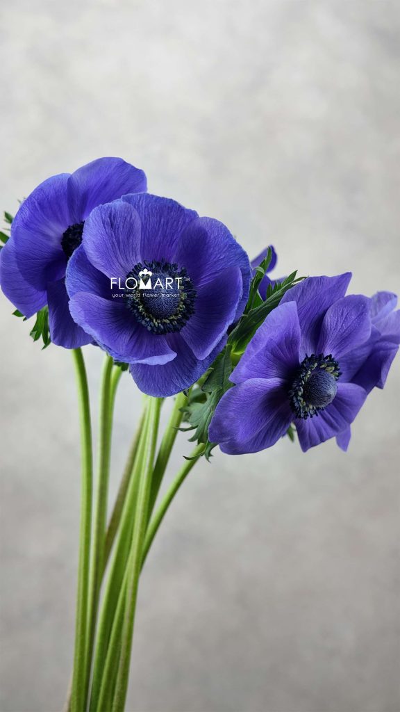 Anemone Mistral Plus Blue