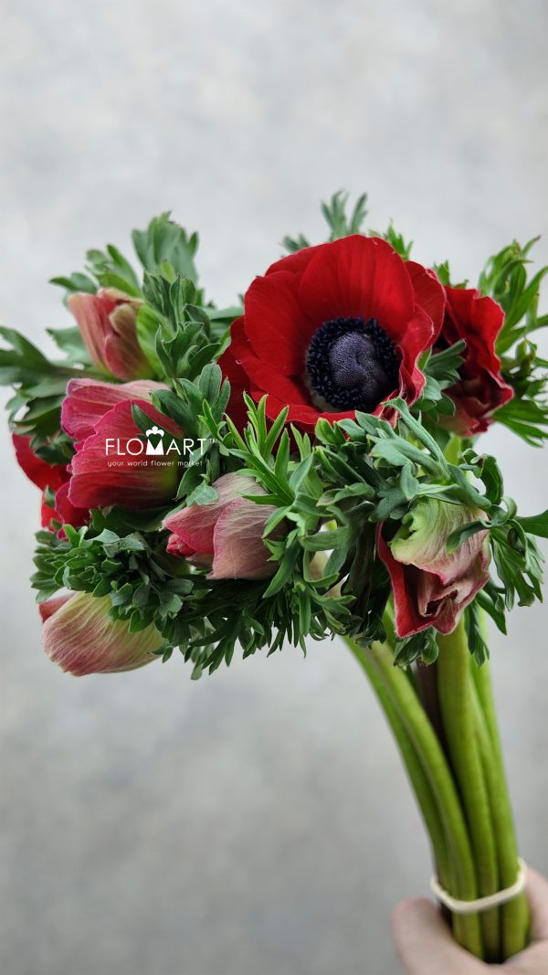Anemone Mistral Plus Fuego