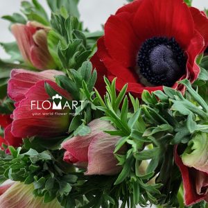 Anemone Mistral Plus Fuego