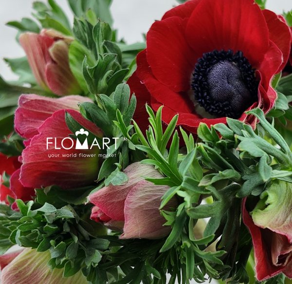 Anemone Mistral Plus Fuego