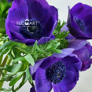 Anemone Mistral Plus Grape