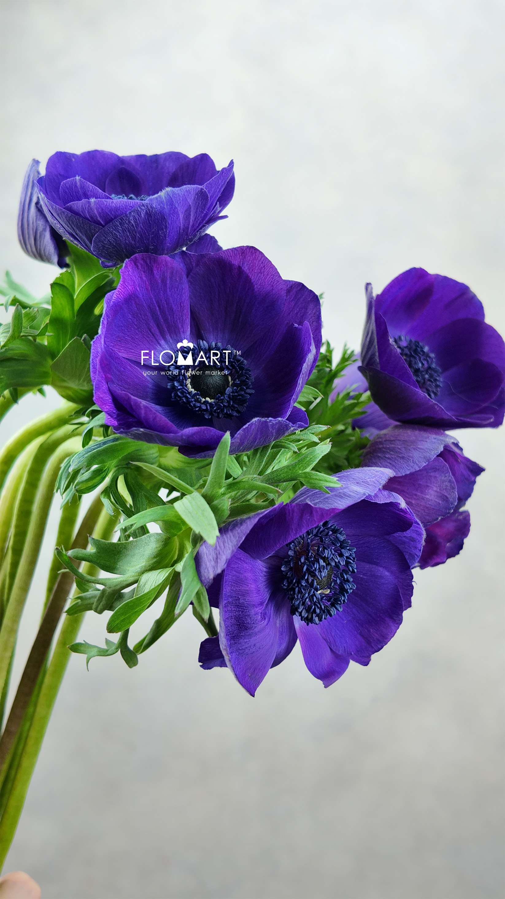 Anemone Mistral Plus Grape - Image 1