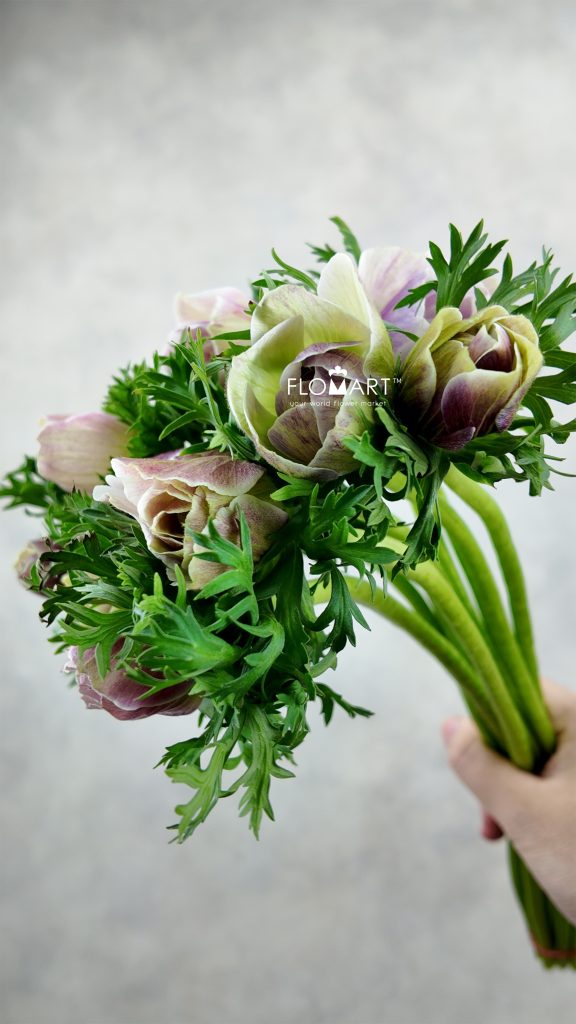 Anemone Mistral Plus Rarity