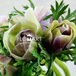 Anemone Mistral Plus Rarity