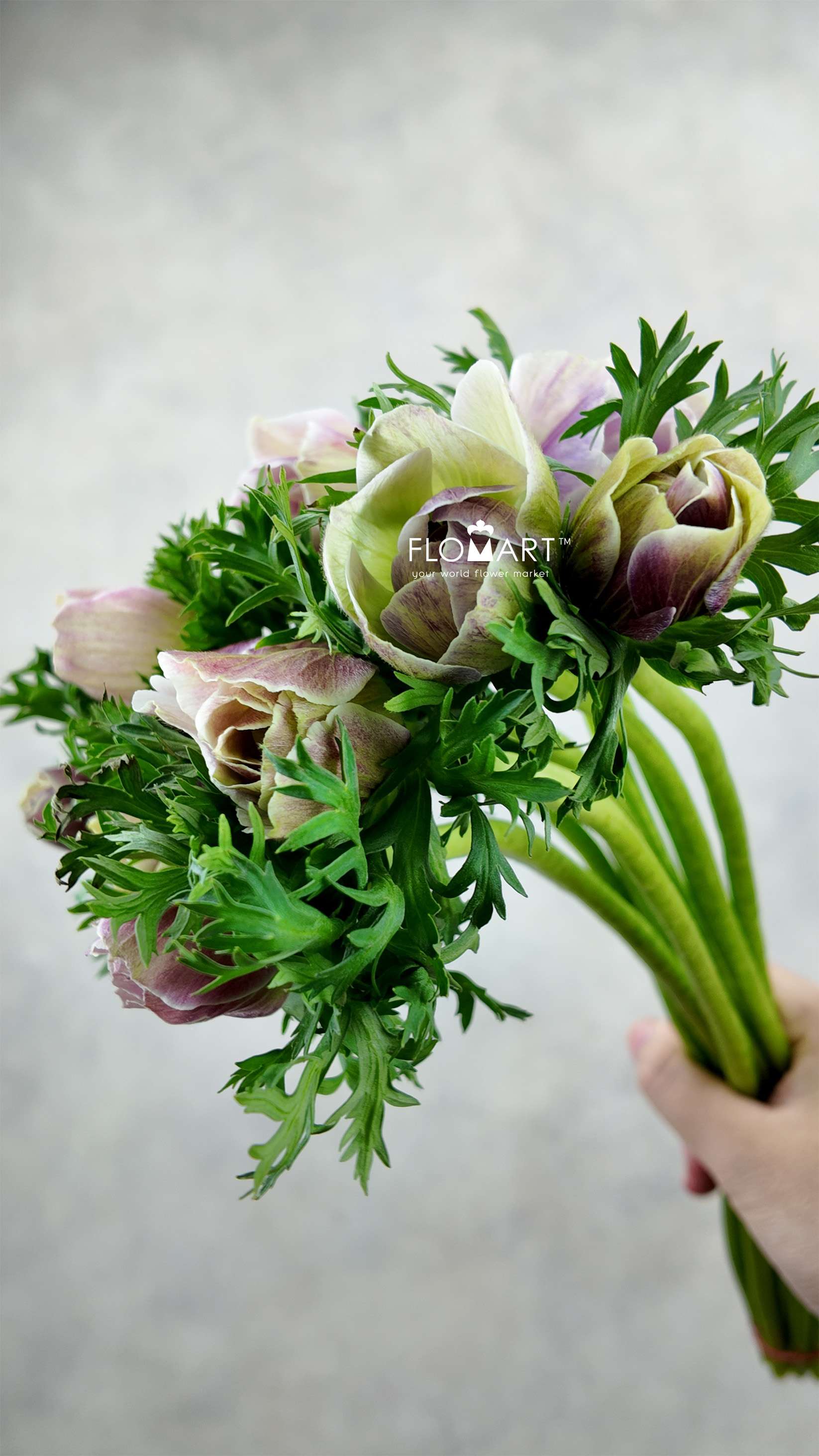 Anemone Mistral Plus Rarity - Image 1