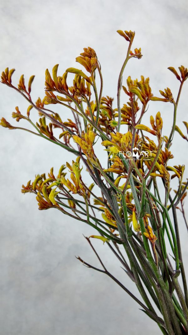 Anigozanthos Bush Sunset