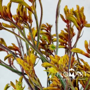 Anigozanthos Bush Sunset