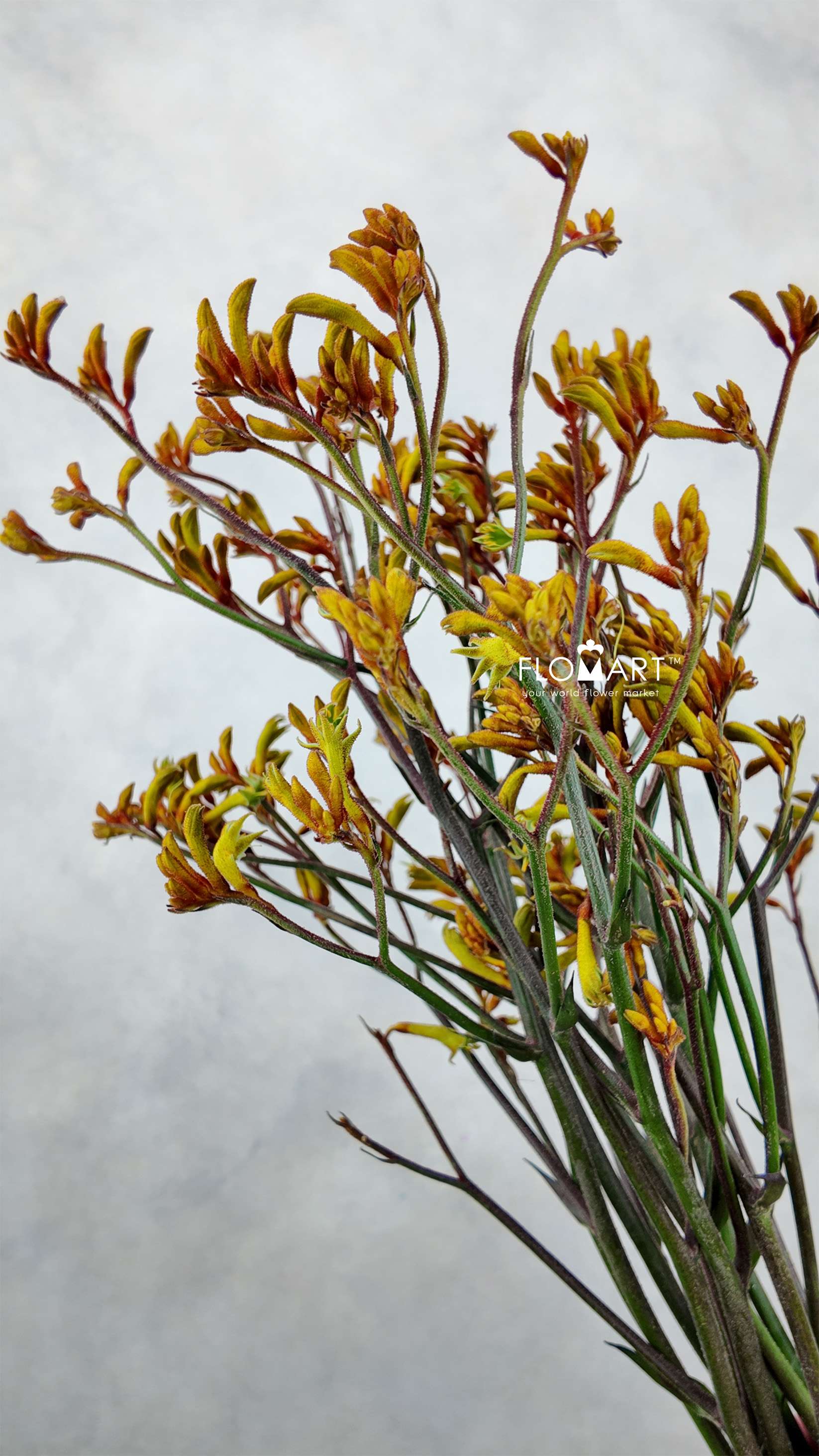 Anigozanthos Bush Sunset - Image 1