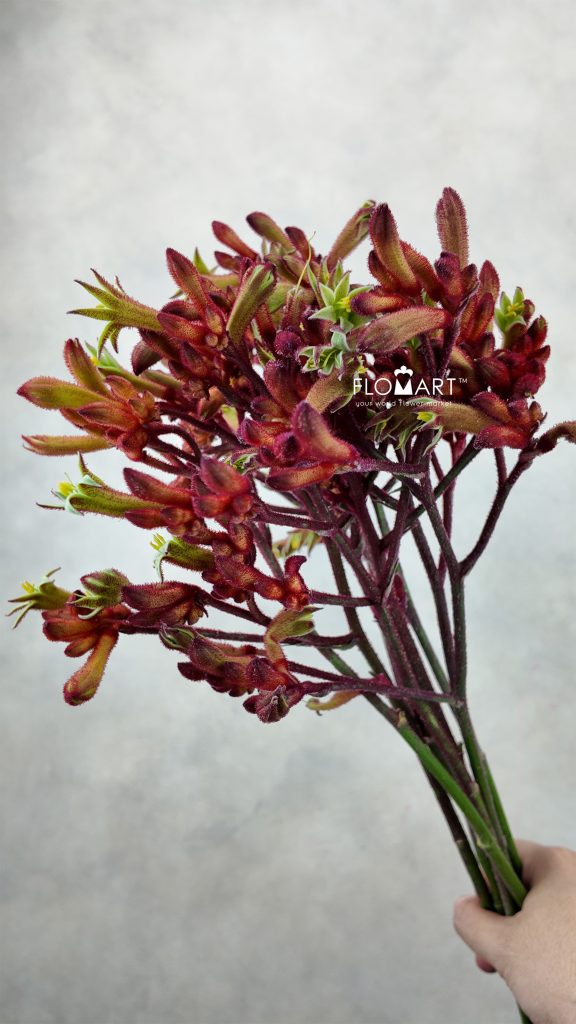 Anigozanthos Early Spring