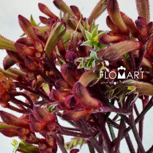 Anigozanthos Early Spring