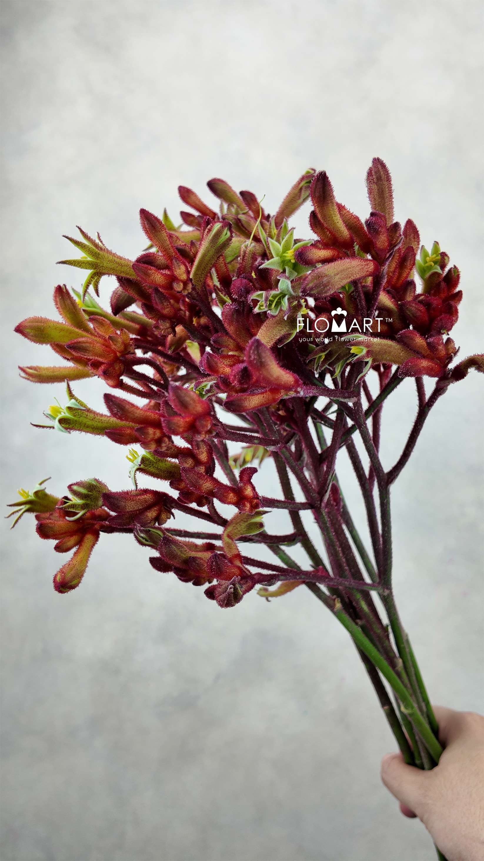 Anigozanthos Early Spring - Image 1