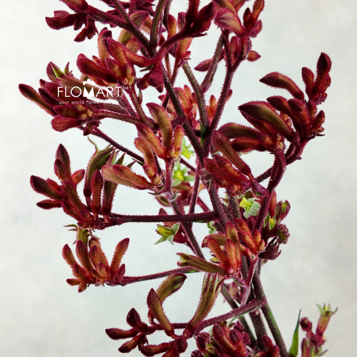 Anigozanthos (Kangaroo Paw) Red
