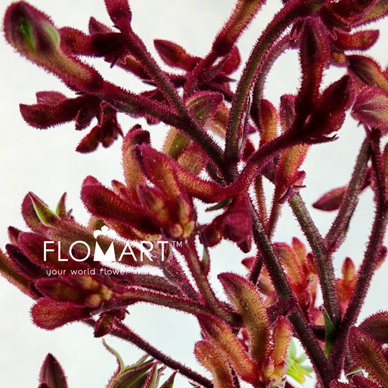 Anigozanthos (Kangaroo Paw) Red