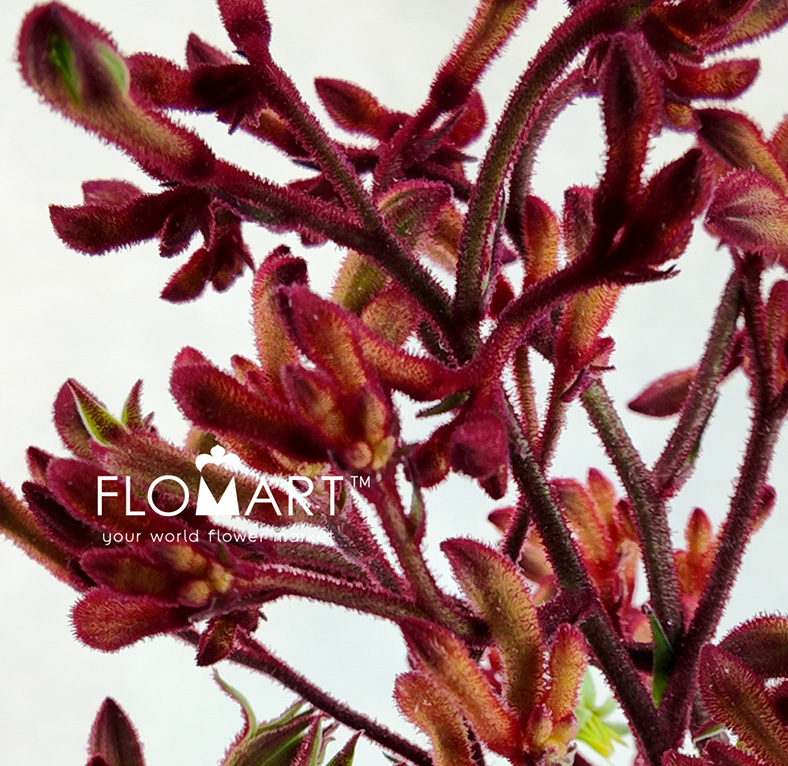 Anigozanthos (Kangaroo Paw) Red