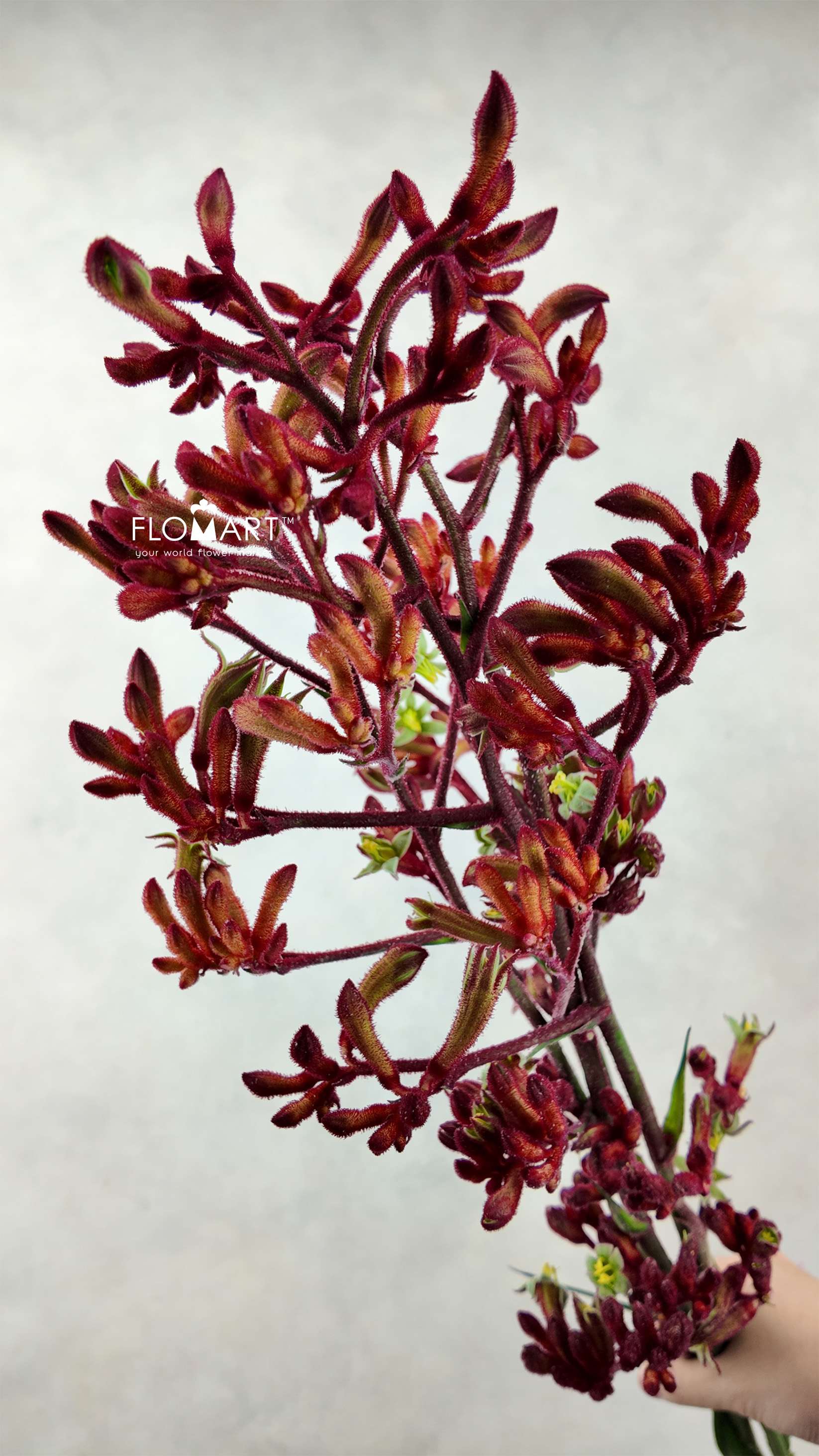 Anigozanthos (Kangaroo Paw) Red - Image 1