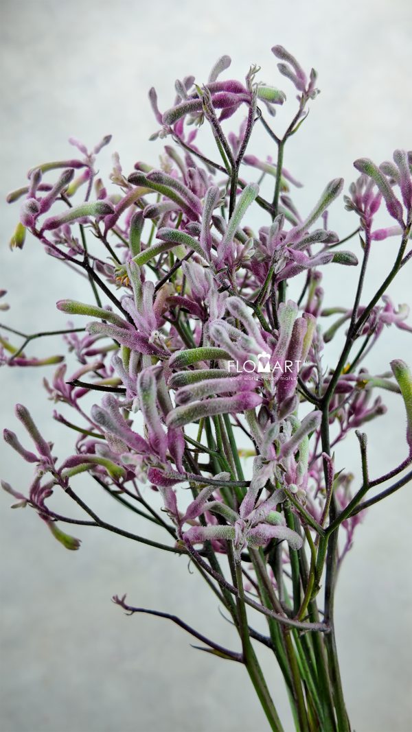 Anigozanthos Pink Joey Anigozanthos Pink Joey