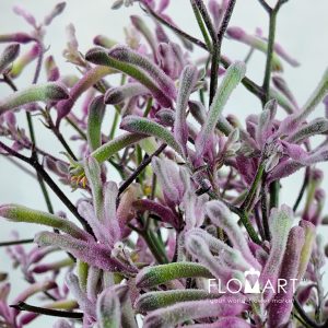 Anigozanthos Pink Joey