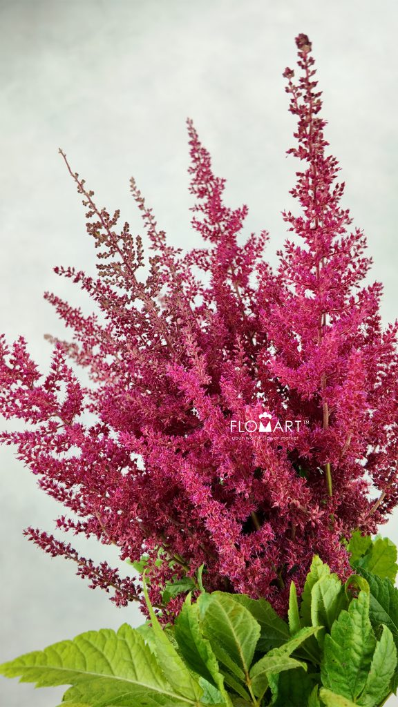 Astilbe Ar Else Schluc