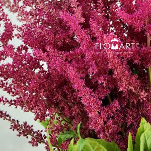 Astilbe Ar Else Schluc
