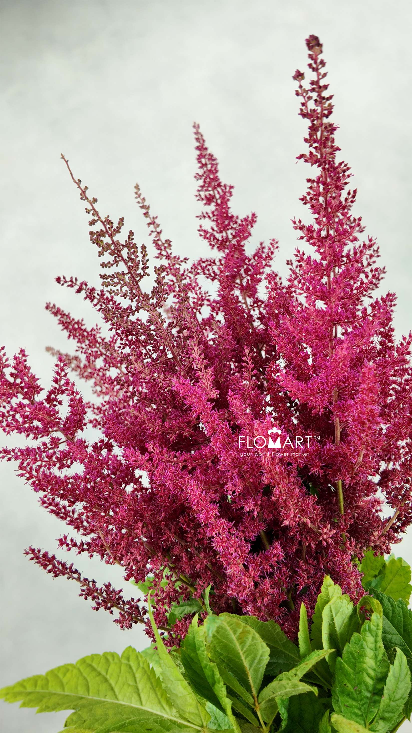 Astilbe Ar Else Schluc - Image 1