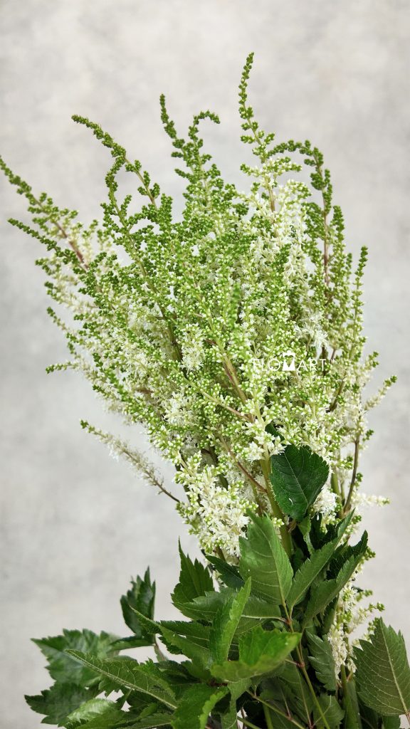 Astilbe Diamant