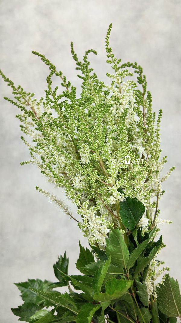 Astilbe Diamant