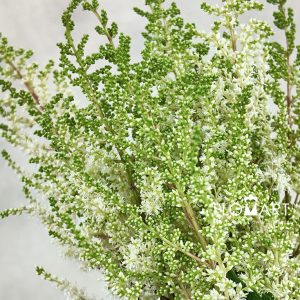 Astilbe Diamant