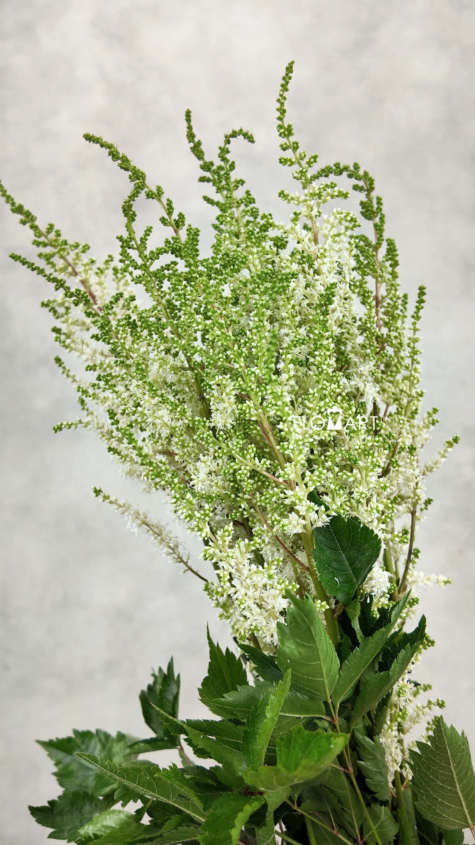 Astilbe Diamant - Image 1