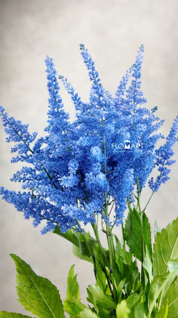 Astilbe Dyed Ai Blue