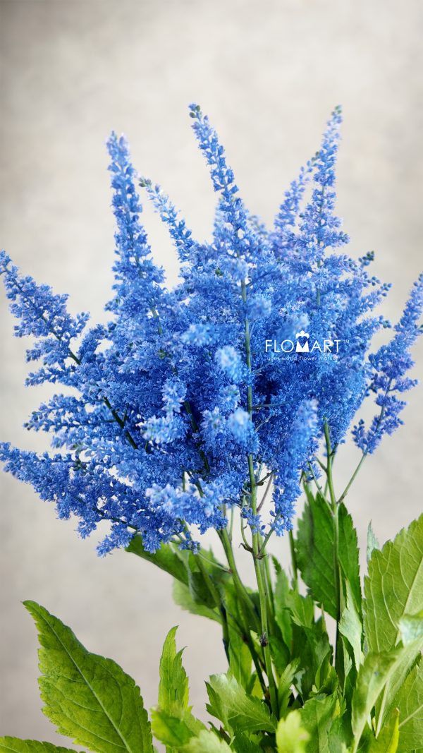 Astilbe Dyed Ai Blue Astilbe Dyed Ai Blue
