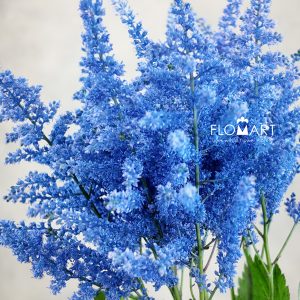 Astilbe Dyed Ai Blue