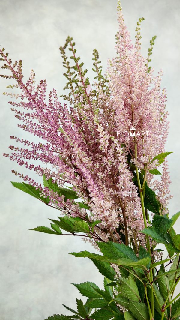 Astilbe Earth Light Pink