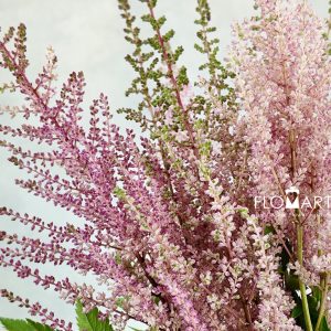 Astilbe Earth Light Pink