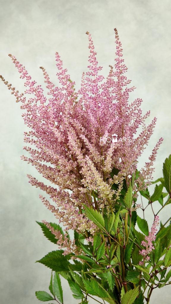 Astilbe Erica