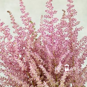 Astilbe Erica
