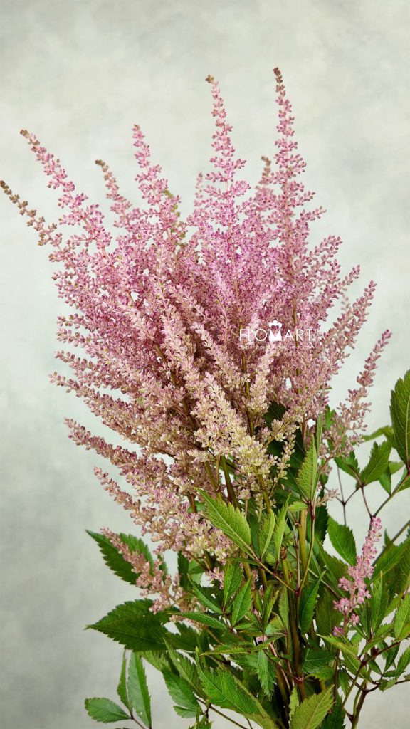 Astilbe Erica