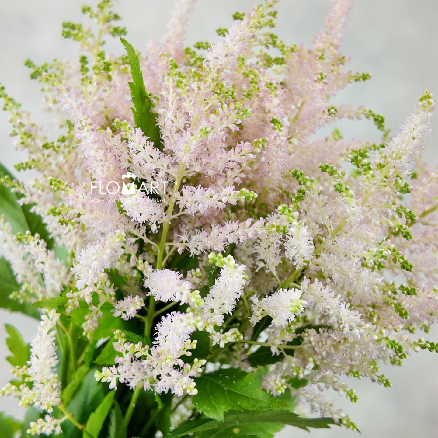 Astilbe Europa