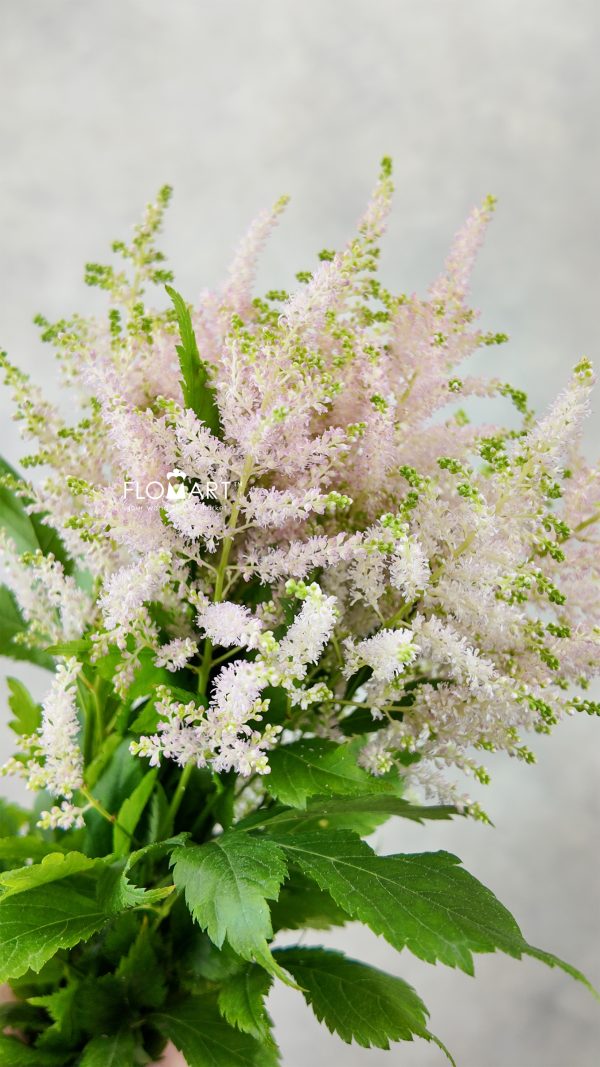 Astilbe Europa