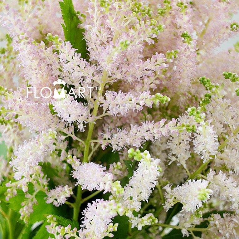Astilbe Europa