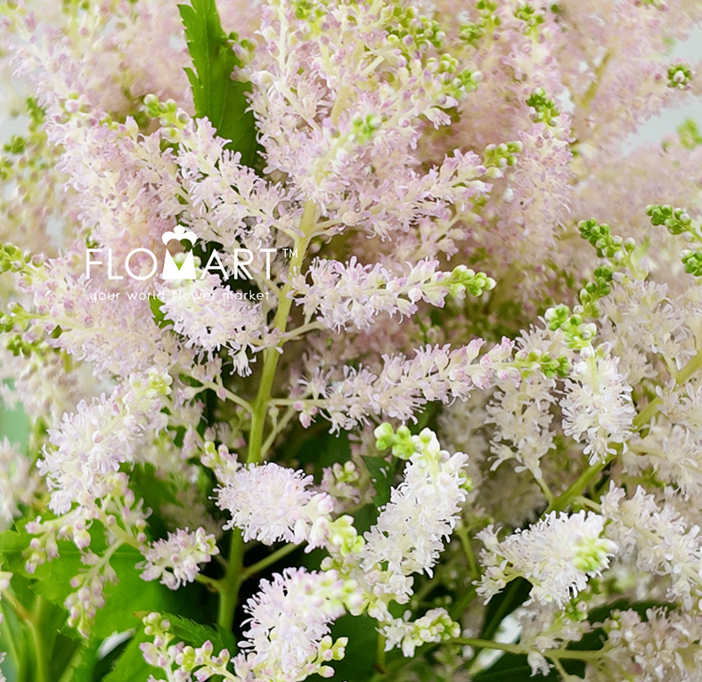 Astilbe Europa