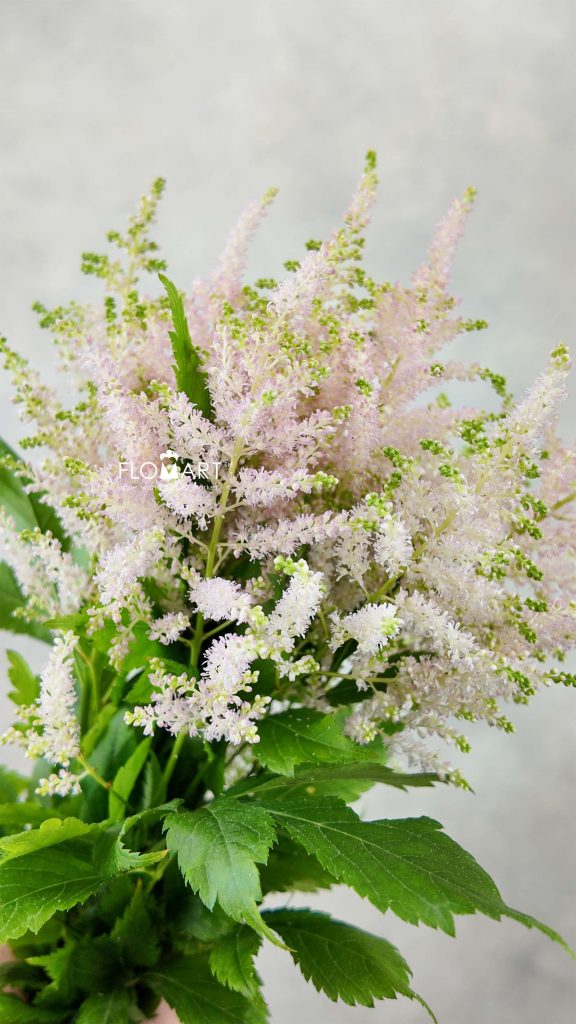 Astilbe Europa