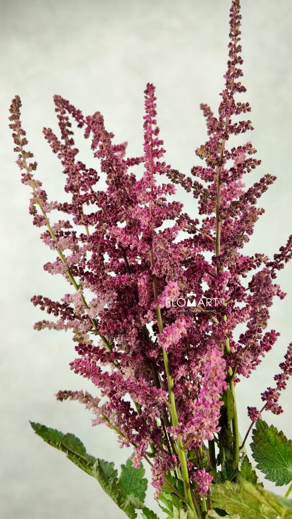 Astilbe Loud & Proud