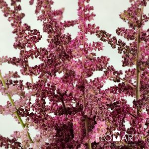 Astilbe Loud & Proud